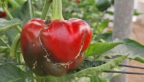 COEXPHAL reclama medidas extraordinarias para frenar el avance del Thrips parvispinus