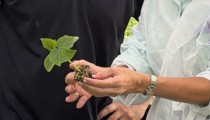 El semillero de Campoejido prepara la nueva campaña con plantas de calidad