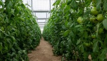 El Gobierno destina 112,9 millones a ayudas para la compra de fertilizantes en Andalucía