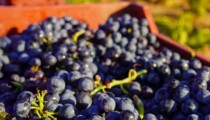 Asaja Almería prevé un aumento de hasta el 15% en la producción de uva