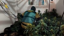 Dos detenidos por cultivar 120 plantas de marihuana en una vivienda