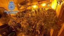 Detienen a una pareja que cultivaba marihuana en su vivienda de Almer&iacute;a