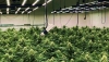 La Guardia Civil interviene 2.248 plantas de marihuana en La Puebla de V&iacute;car