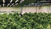 La Guardia Civil interviene 2.248 plantas de marihuana en La Puebla de V&iacute;car