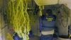 Detienen al responsable de una plantaci&oacute;n de marihuana en Benahadux