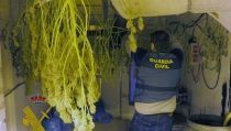 Detienen al responsable de una plantaci&oacute;n de marihuana en Benahadux