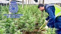Encuentran 4.000 plantas de marihuana en cinco invernaderos de El Ejido