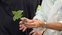 El semillero de Campoejido prepara la nueva campa&ntilde;a con plantas de calidad
