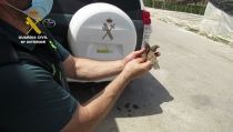 Tres investigados en El Ejido por usar redes invisibles para capturar aves en invernaderos