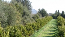 La superficie ecol&oacute;gica andaluza aumenta un 88% en una d&eacute;cada