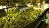 Detienen a los responsables de una plantaci&oacute;n de marihuana en G&eacute;rgal