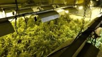 Detienen a los responsables de una plantaci&oacute;n de marihuana en G&eacute;rgal