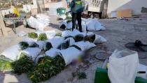 La Guardia Civil contin&uacute;a sus actuaciones contra el narcotr&aacute;fico en Pechina