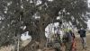 La encina de la Peana de Ser&oacute;n comienza el tratamiento de los hermanos Moya