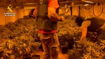 Seis detenidos por cultivar 3.000 plantas de marihuana en una vivienda de F&eacute;lix