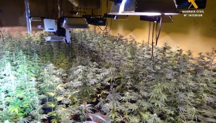 Descubren 476 plantas de marihuana en un cortijo de G&eacute;rgal