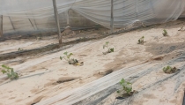 Andaluc&iacute;a aprueba las ayudas para compensar los efectos de las &uacute;ltimas borrascas en el campo