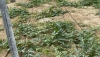 Las &uacute;ltimas lluvias amenazan la campa&ntilde;a de frutas y hortalizas en la provincia
