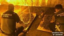 Detienen a una mujer en Tabernas por cultivar marihuana en su vivienda