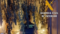 Once detenidos en El Ejido en cinco operaciones contra el cultivo de marihuana