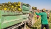 UPA acusa a los intermediarios de especular con los precios de frutas y verduras