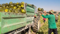 UPA acusa a los intermediarios de especular con los precios de frutas y verduras