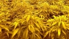 Detienen a los cinco responsables de dos cultivos de marihuana en El Puche
