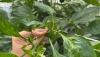 Abierto el plazo para solicitar las ayudas para cultivos de pimiento afectados por el Thrips parvispinus
