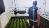 Detienen a una mujer por cultivar marihuana en una vivienda de Berja