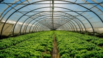 El I Plan Estrat&eacute;gico para las Frutas y Hortalizas de Invernadero de Andaluc&iacute;a ya est&aacute; disponible