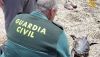 Aparece una tortuga boba muerta en la playa de las Salinas de Cabo de Gata