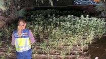 Desmantelan un "bosque" con 2.180 plantas de marihuana en El Ejido