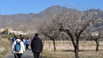 Las Rutas del Almendro en Flor Filabres Alhamilla finalizan en Uleila y Tabernas