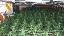 Cinco detenidos por cultivar 1.100 plantas de marihuana en viviendas de Berja