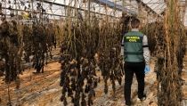 Encuentran 6.000 plantas de marihuana y 220 kilos de cogollos en N&iacute;jar