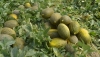 ASAJA Almer&iacute;a denuncia que el precio del mel&oacute;n no supera la mitad de los costes de producci&oacute;n