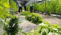 Encuentran 64.800 plantas de marihuana en cinco cultivos de c&aacute;&ntilde;amo en El Ejido