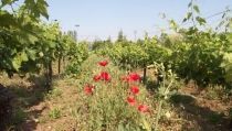 Andaluc&iacute;a destina 44,8 millones a ayudar a los sectores agroalimentarios afectados por el Covid