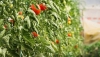 Andaluc&iacute;a lidera las exportaciones de frutas y hortalizas de Espa&ntilde;a