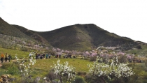SENDERISMO: Vuelven las Rutas del Almendro en Flor Filabres Alhamilla - Nacimiento 2026 y las XI Jornadas Gastron&oacute;micas de la Almendra