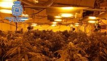 Detienen al responsable de una plantaci&oacute;n 'indoor' de marihuana en El Ejido