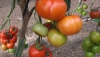 ASAJA Almer&iacute;a alerta de una fuerte ca&iacute;da de precios en origen de calabac&iacute;n, tomate y pimiento