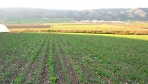 Andaluc&iacute;a supera en casi cinco puntos el objetivo de producci&oacute;n ecol&oacute;gica de la UE para 2030