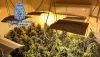 Encuentran 560 plantas de marihuana en una vivienda de Almer&iacute;a