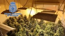 Encuentran 560 plantas de marihuana en una vivienda de Almer&iacute;a