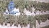 Detienen en Almer&iacute;a a un clan familiar dedidado al cultivo de marihuana