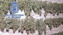 Detienen en Almer&iacute;a a un clan familiar dedidado al cultivo de marihuana