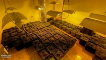 Localizan un cultivo 'indoor' con 250 plantas de marihuana en Abla