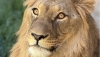 El le&oacute;n Amaru regresa a MiniHollywood Oasys tras una complicada recuperaci&oacute;n