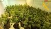 Dos detenidos por cultivar 316 plantas de marihuana en una vivienda de Adra